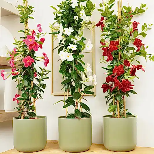 Rocktrumpet Vine | Hot Pink | Potted Houseplants