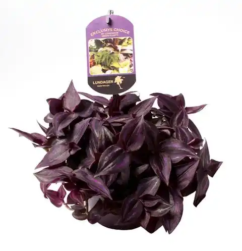 Wandering Dude | Purpusii | Indoor Hanging Plants