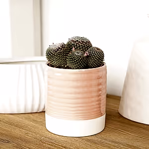 Owl Eye Cactus | Superfina - Indoor Plant