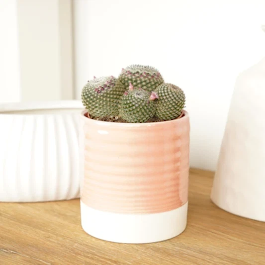 Owl Eye Cactus | Superfina | Indoor Cactus Plants