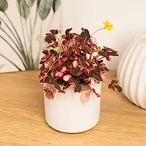 Oxalis | Crazy Plum - Indoor Plant