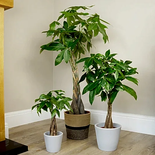 Money Tree | Trees & Bonsai