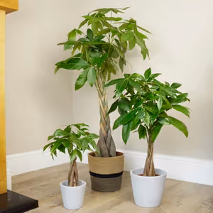 Money Tree - Indoor Plant