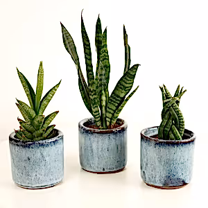 Baby Snakes  | Plant Bundle - Indoor Plant
