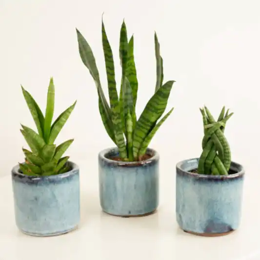 Baby Snakes  | Plant Bundle | Snake Plants
