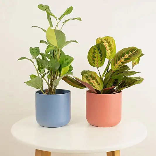 Prayer Pair | Plant Bundle | Houseplant Bundles