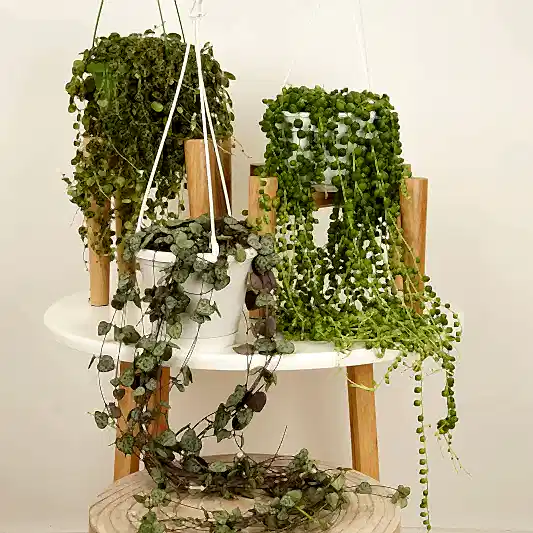 Trailing Favourites  | Plant Bundle | Houseplant Bundles