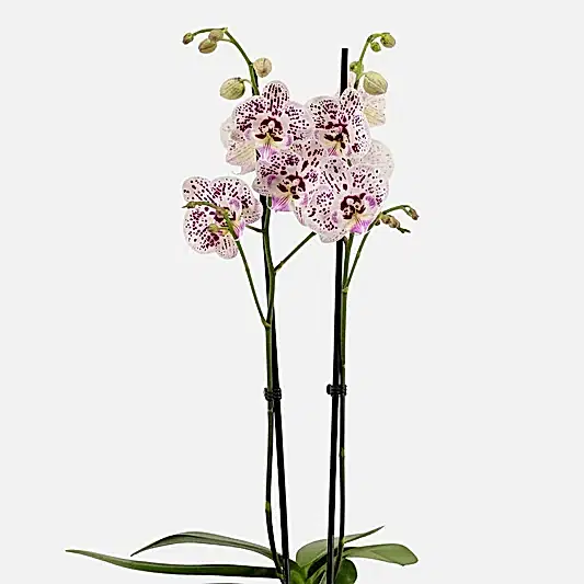 Phalaenopsis Orchid | Expressions | Orchid Plants