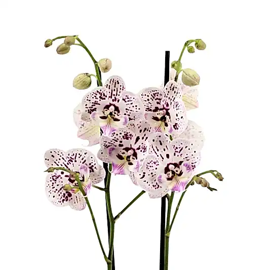 Phalaenopsis Orchid | Expressions | Potted Houseplants