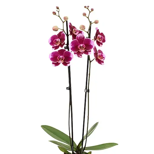 Phalaenopsis Orchid | Faction | Potted Houseplants
