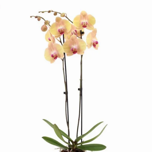 Phalaenopsis Orchid | Lion King | Potted Houseplants