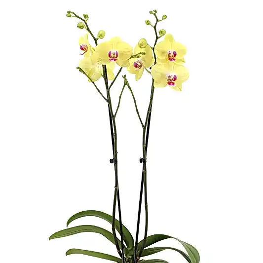 Phalaenopsis Orchid | Miraflor | Potted Houseplants
