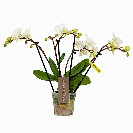 Phalaenopsis Orchid | Theatro Funk | Potted Houseplants