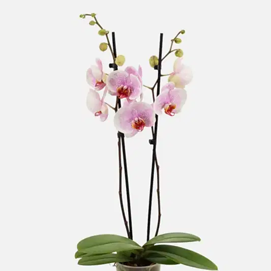 Phalaenopsis Orchid | Ursula | Potted Houseplants