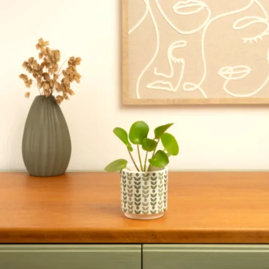 Chinese Money Plant | Potted Houseplants