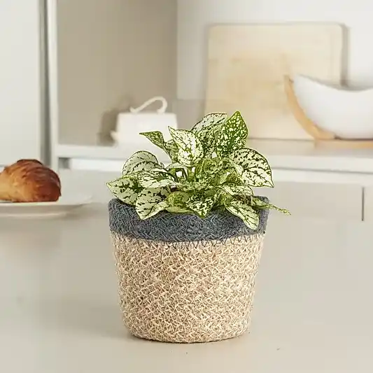 Polka Dot Plant | Small Plants & Tot Pots