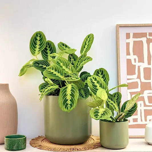 Prayer Plant | Lemon Lime | Rare Plant | Indoor Hanging Plants