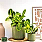 Prayer Plant | Lemon Lime | Rare Plant