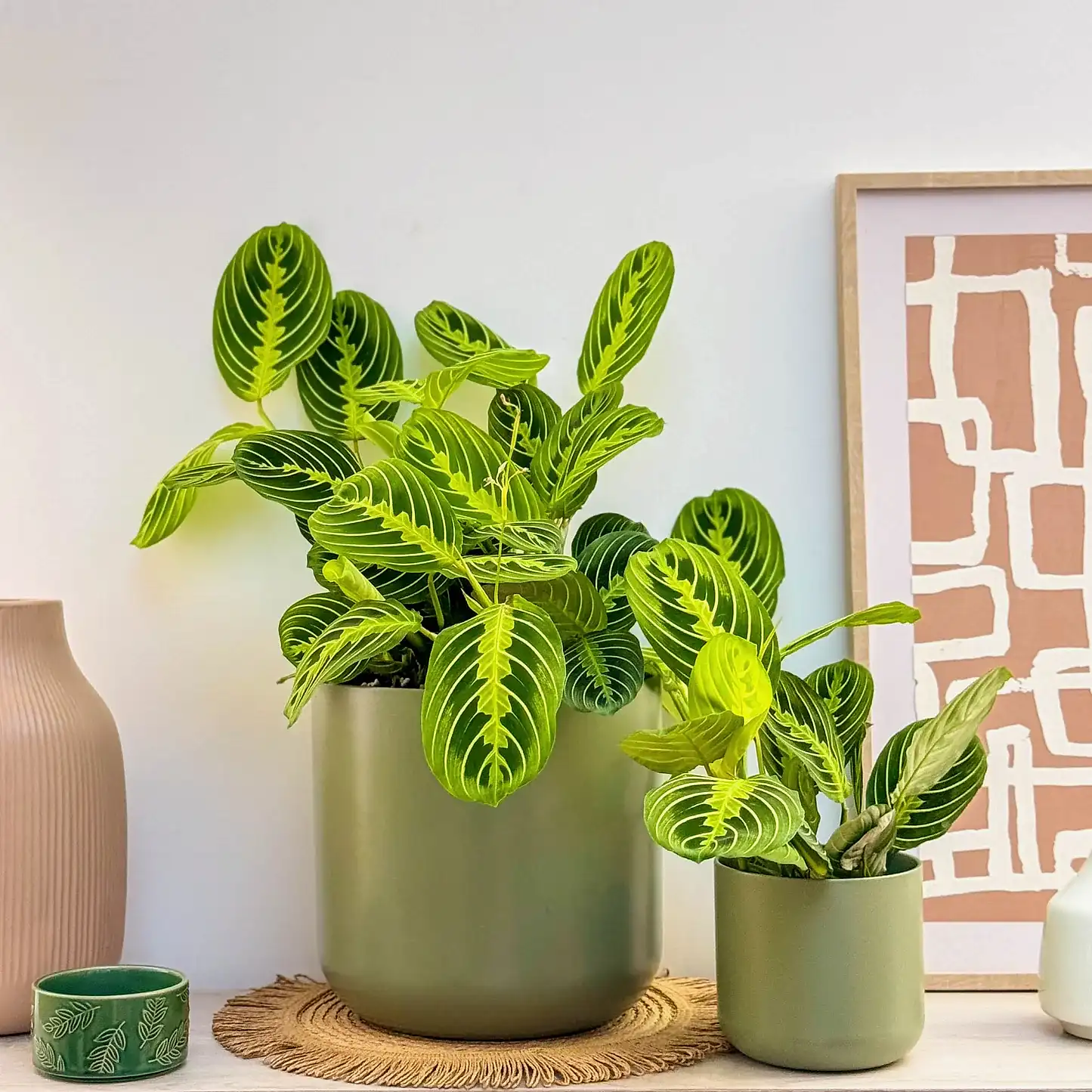 Prayer Plant | Lemon Lime | Rare Plant