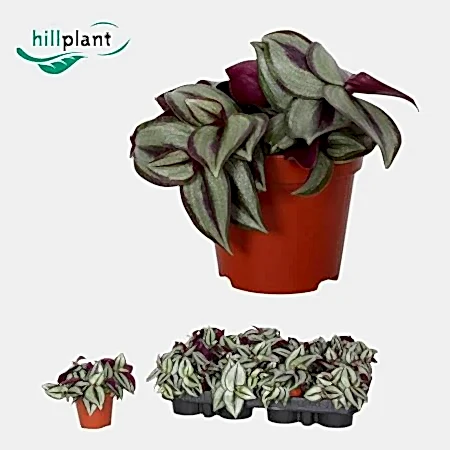 Wandering Dude | Purpusii | Potted Houseplants