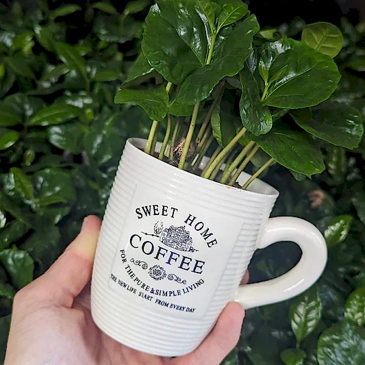 Coffee Cup | Arabica | Potted Houseplants