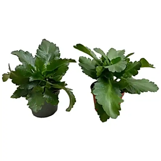 Rescue Me! Kalanchoe Plants | Clearance Plants