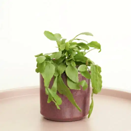 Forest Cactus | Indoor Hanging Plants