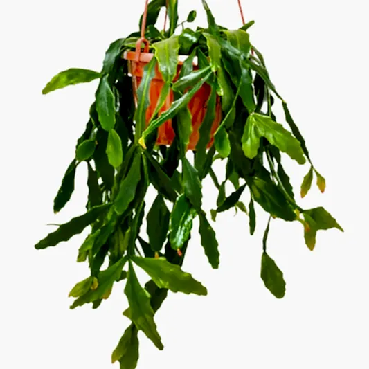Forest Cactus | Potted Houseplants