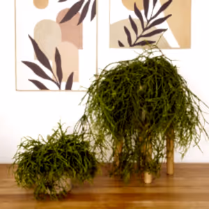 Mistletoe Cactus | Oasis - Indoor Plant