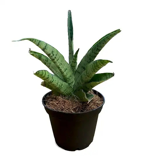 Snake Plant | Star | Potted Houseplants