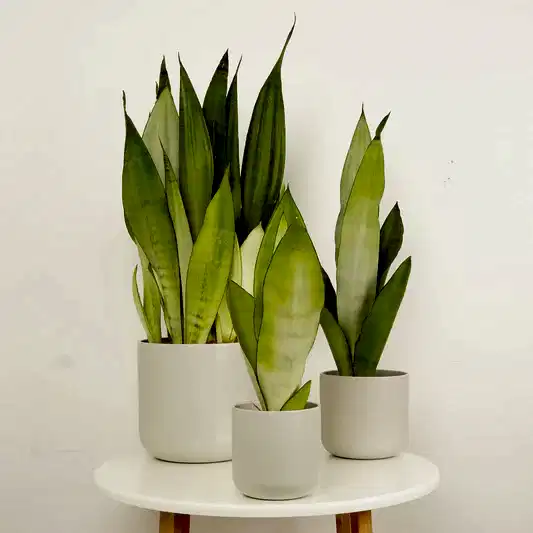 Snake Plant | Moonshine | Snake Plants