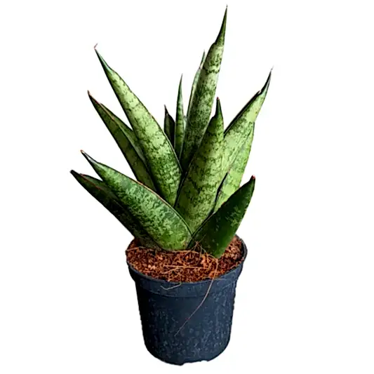 Snake Plant | Starshooter | Potted Houseplants