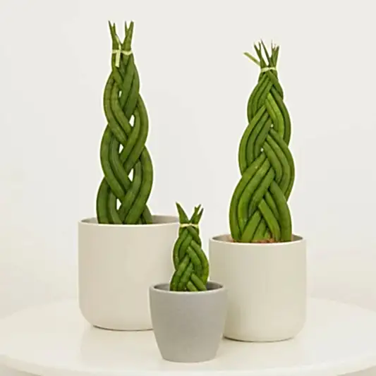 Snake Plant | Braided | Snake Plants