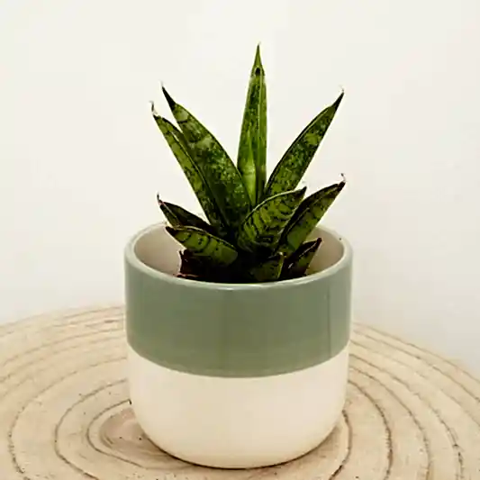 Snake Plant | Starshooter | Snake Plants