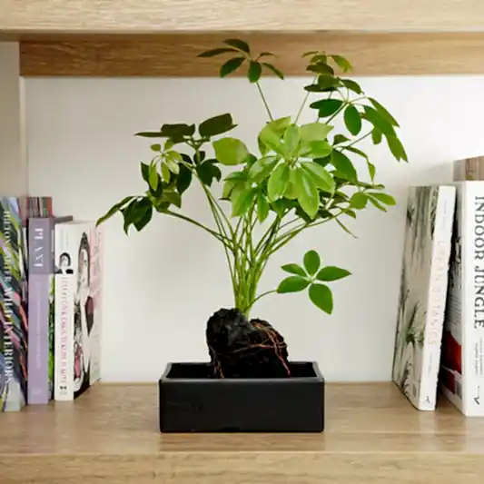 Umbrella On Lava | Perfect Plants for Under £50