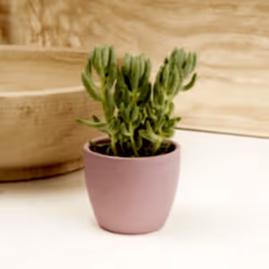 Donkey's Tail | Morgan - Indoor Plant
