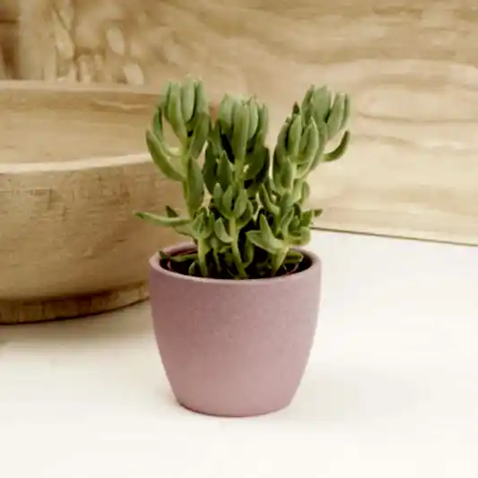 Donkey's Tail | Morgan | Climbing & Vine Plants
