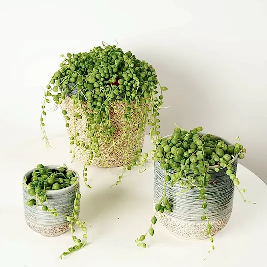 String Of Pearls | Indoor Hanging Plants