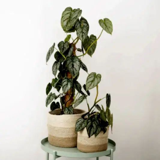 Silver Leaf Philo | Brandtianum | Large & Tall Plants