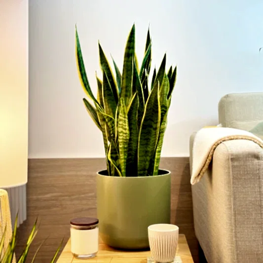 Snake Plant | Laurentii | Potted Houseplants