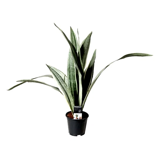 Snake Plant | Metallica | Rare Find | Potted Houseplants