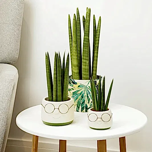 Snake Plant | Cylindrica | Snake Plants