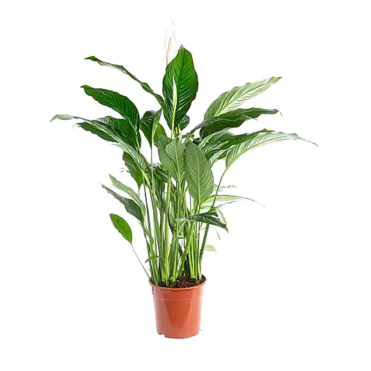 Peace Lily | Sweet Lauretta | 