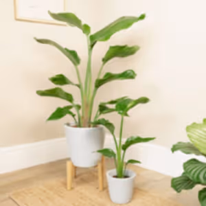 Bird Of Paradise | White - Indoor Plant
