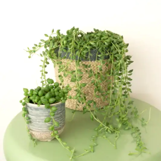 String Of Teardrops | String Of Pearls | Indoor Hanging Plants