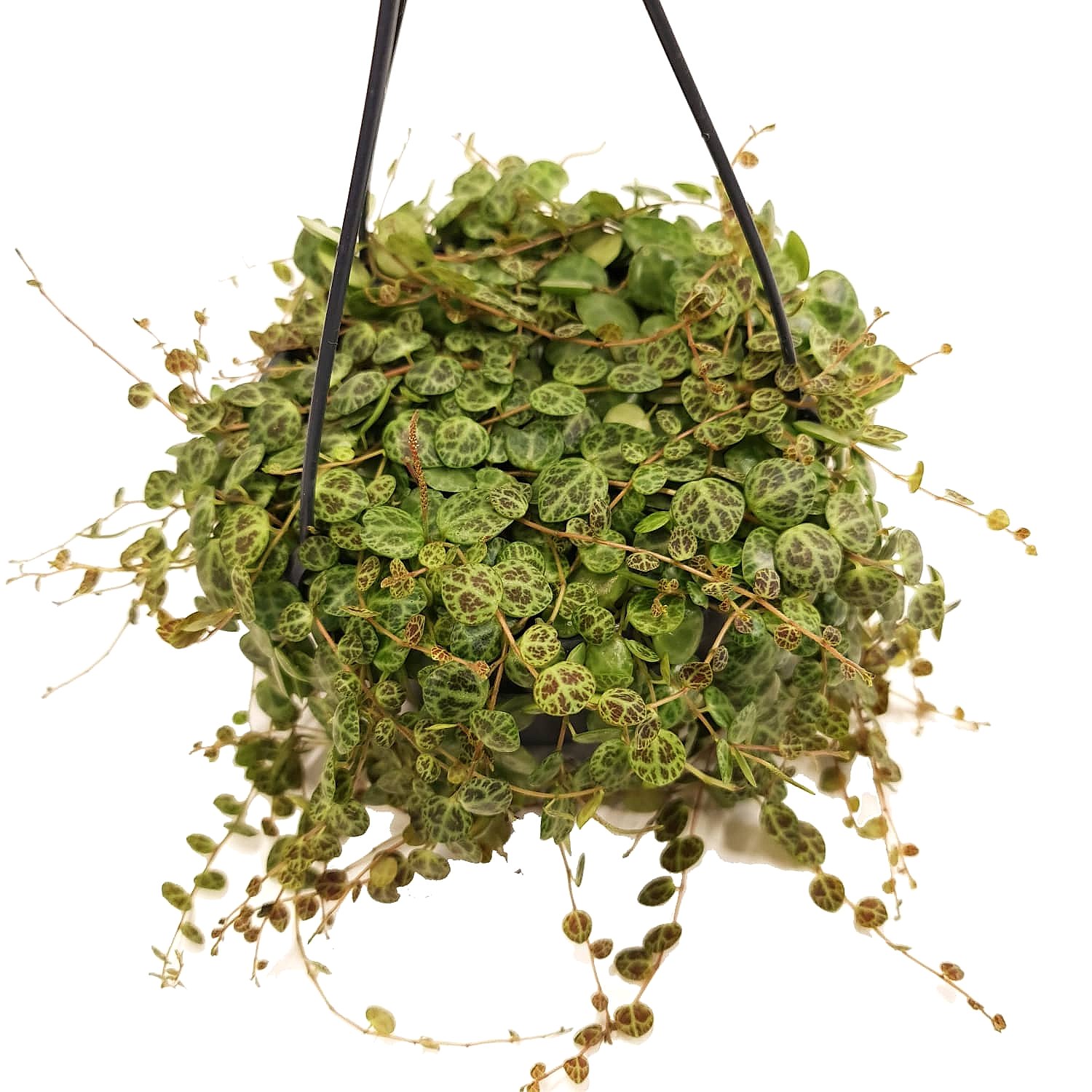 String Of Turtles