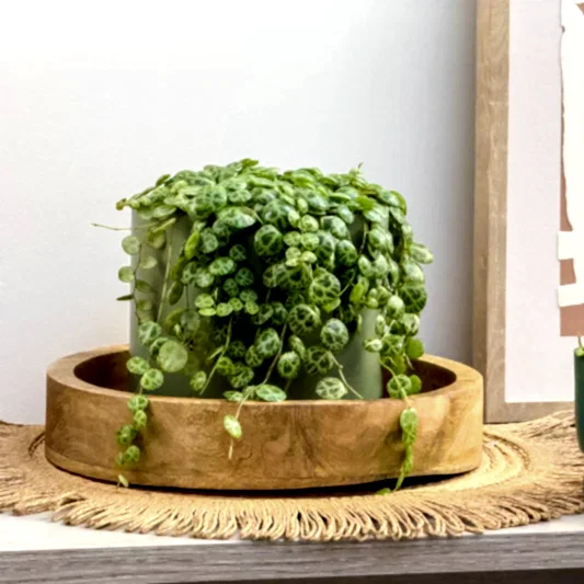 String Of Turtles | Potted Houseplants