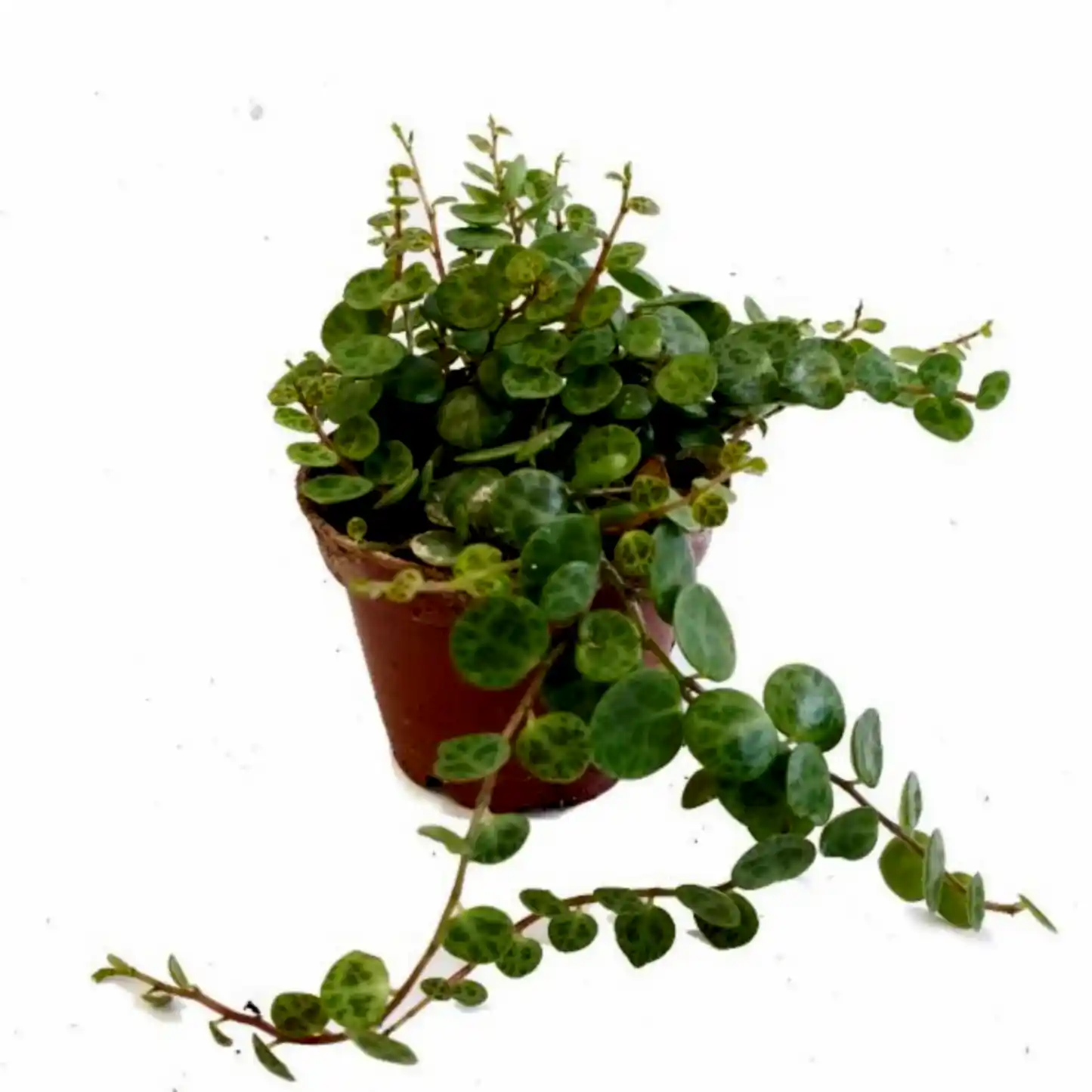 String Of Turtles