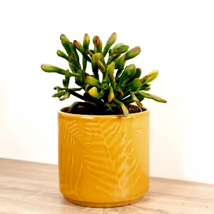 Money Plant | Sunset Hobbit - Indoor Plant