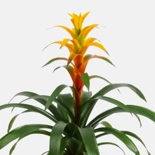 Flowering Guzmania | Sunnytime | Potted Houseplants